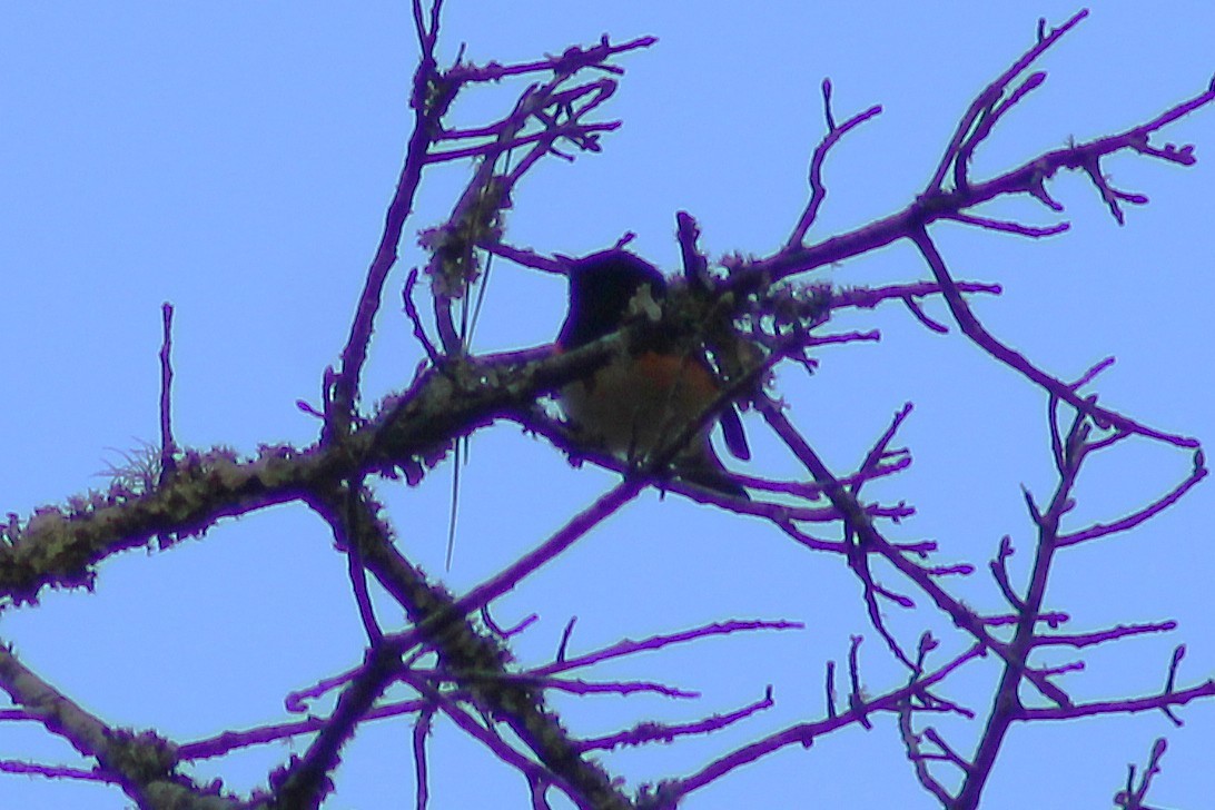 American Redstart - ML642941737