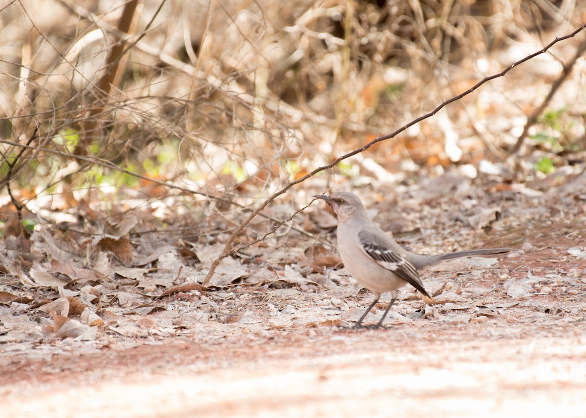 Northern Mockingbird - ML642941744