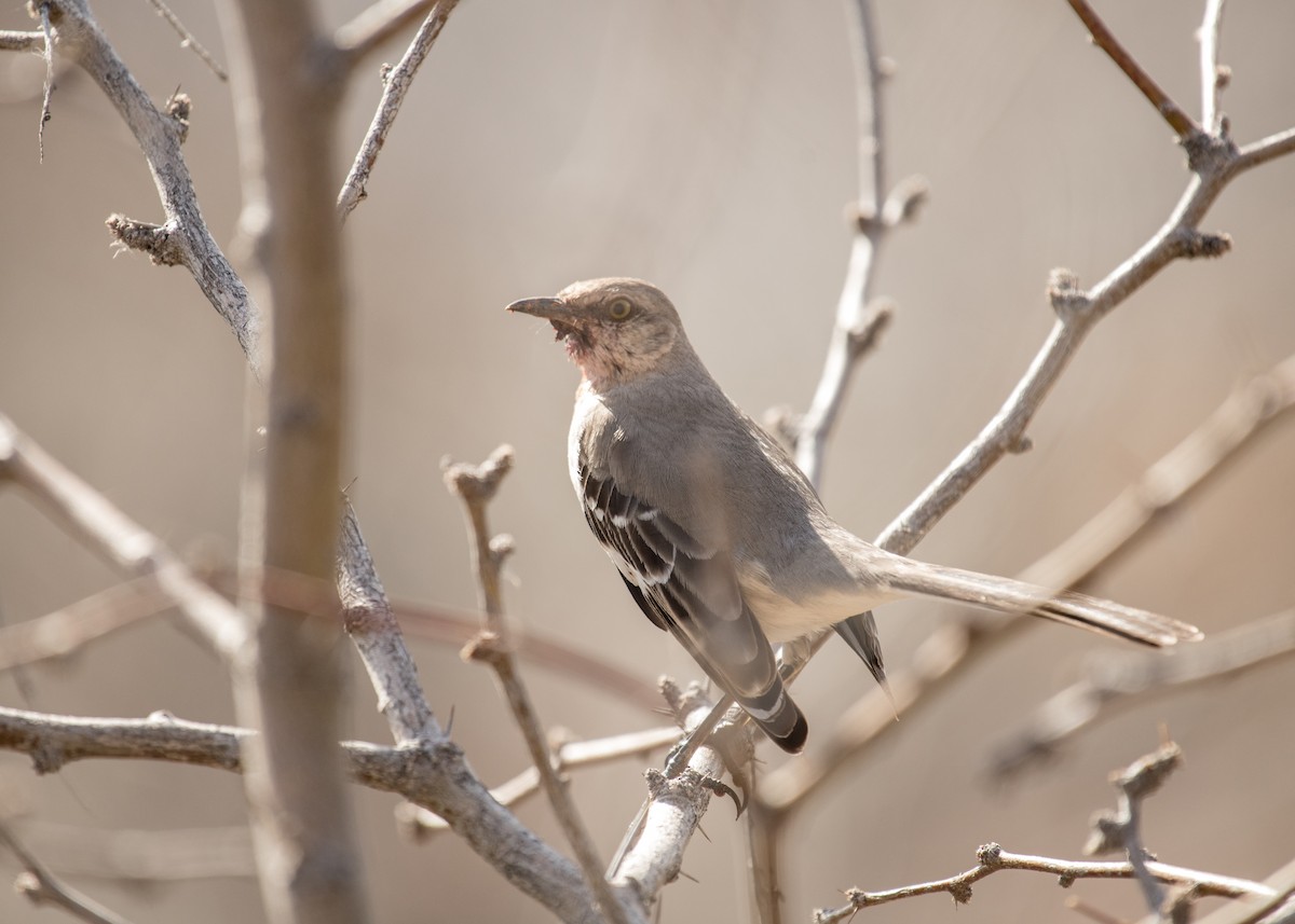 Northern Mockingbird - ML642941745