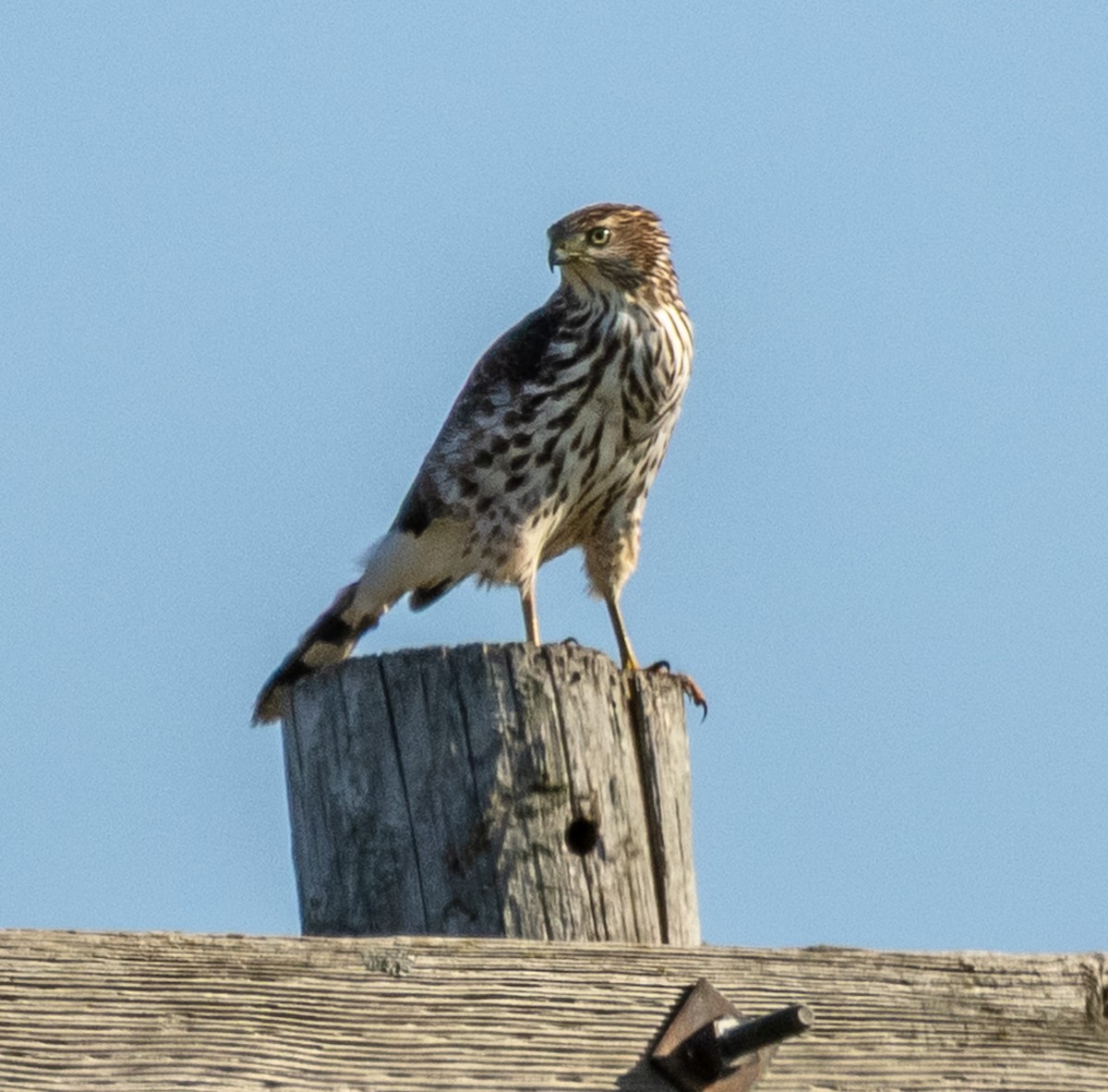 Cooper's Hawk - ML642941750