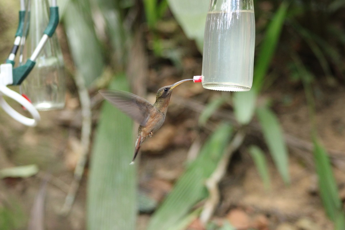 Rufous-breasted Hermit - ML642941756