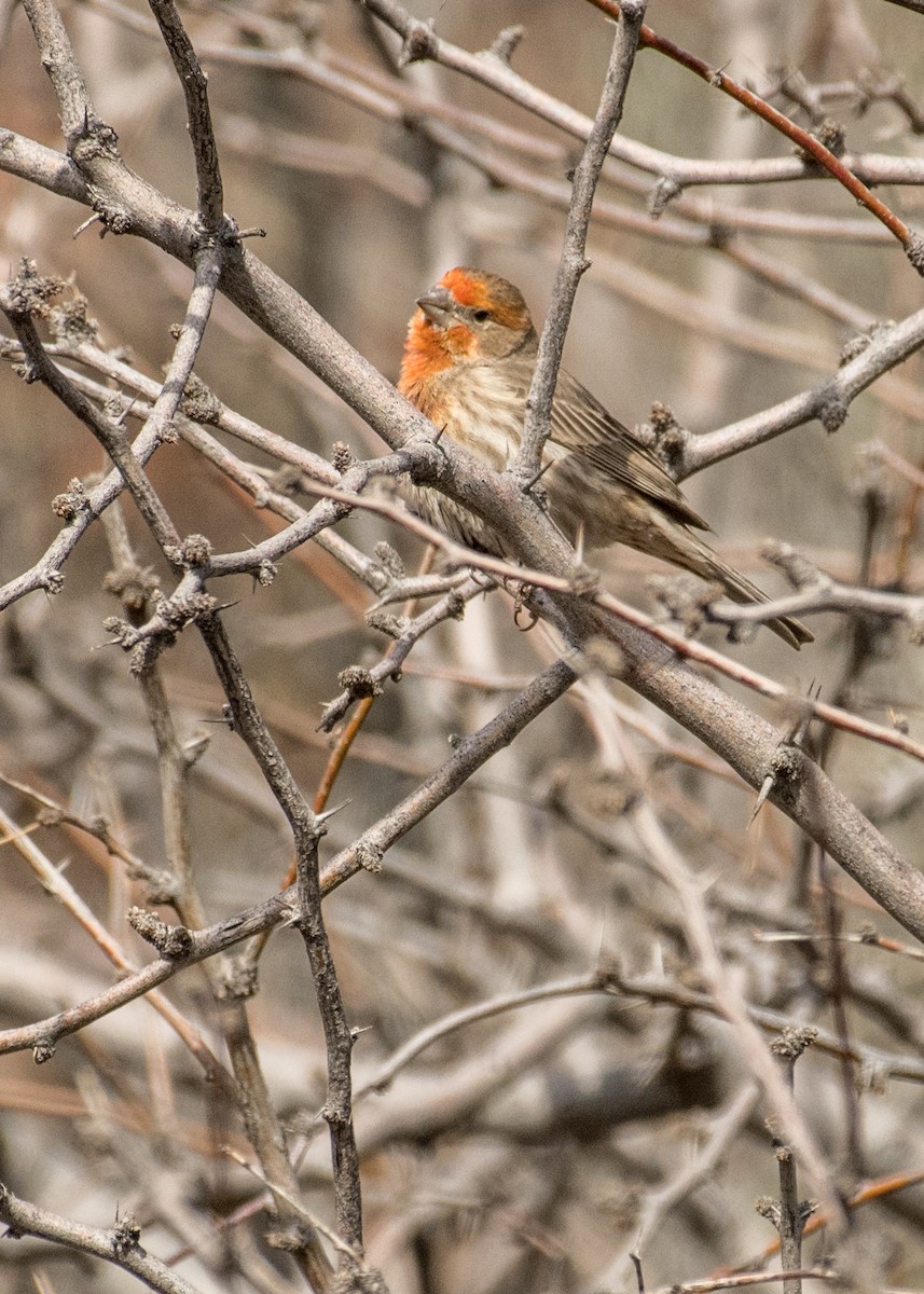 House Finch - ML642941757