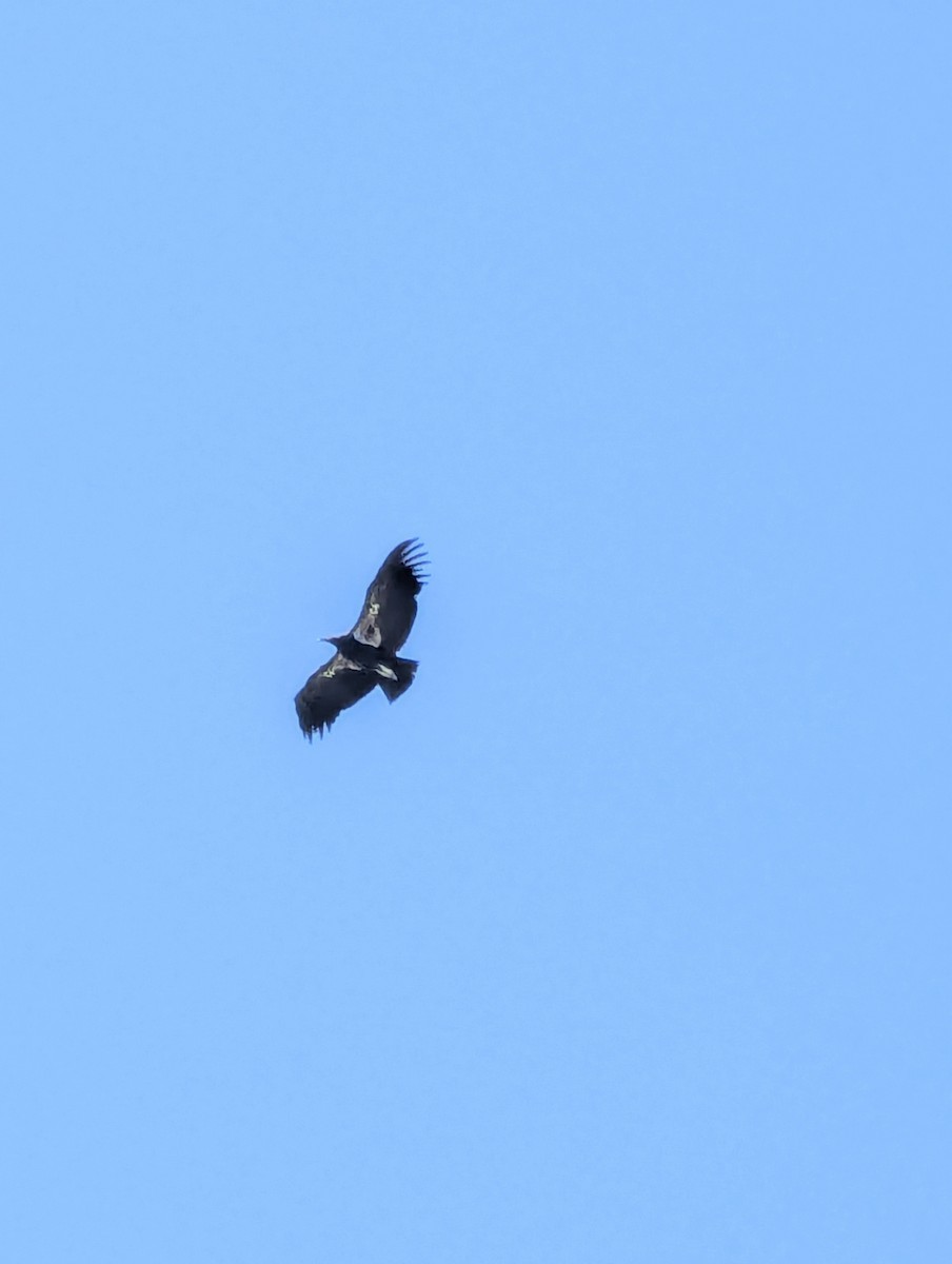 California Condor - ML642941758