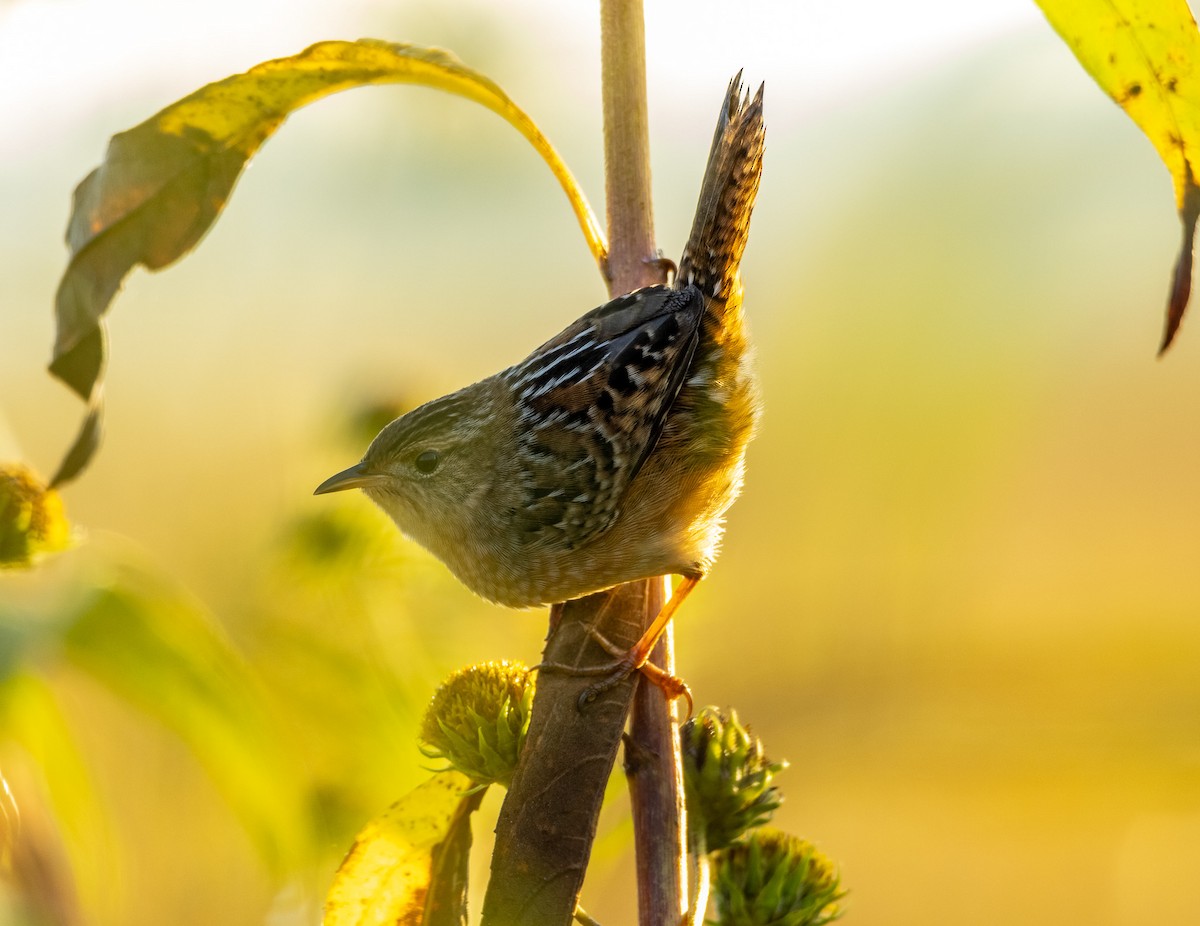 Sedge Wren - ML642941763