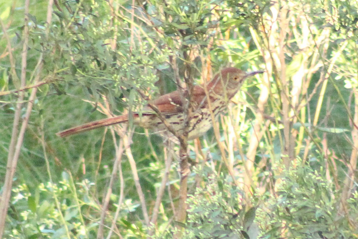 brunspottefugl - ML642941766