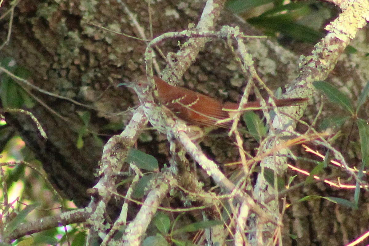 brunspottefugl - ML642941767