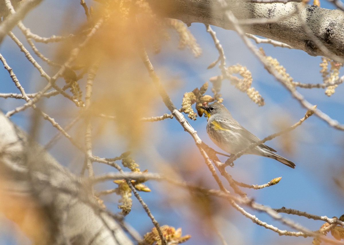 Yellow-rumped Warbler (Audubon's) - ML642941769