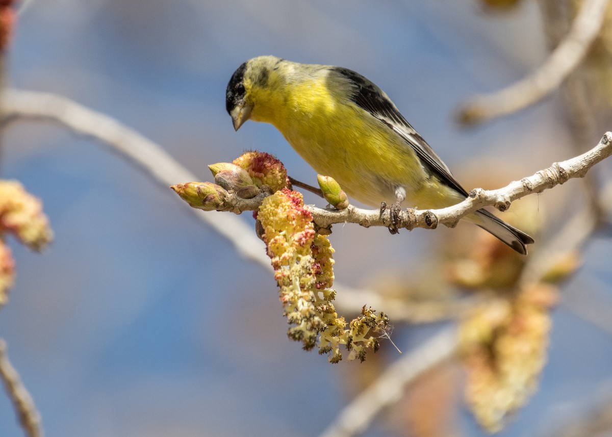 Lesser Goldfinch - ML642941770