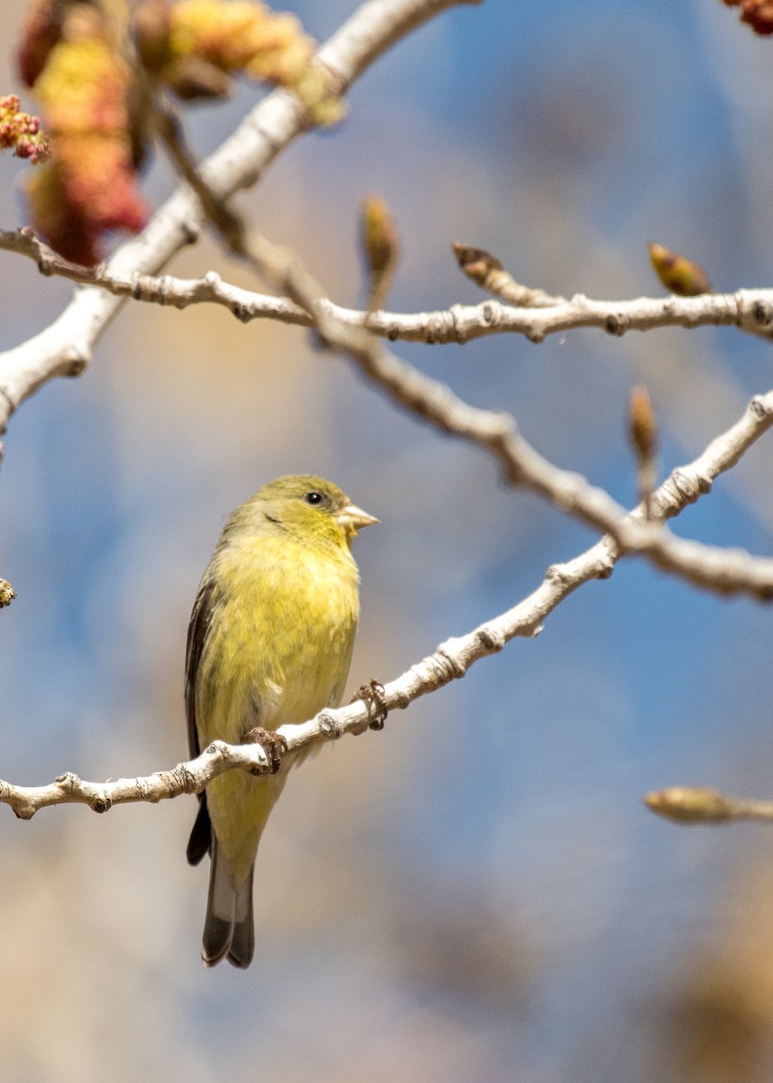 Lesser Goldfinch - ML642941771