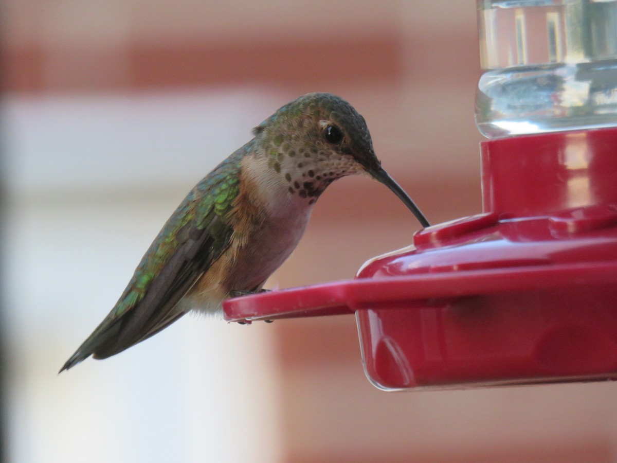 Rufous/Allen's Hummingbird - ML642941772