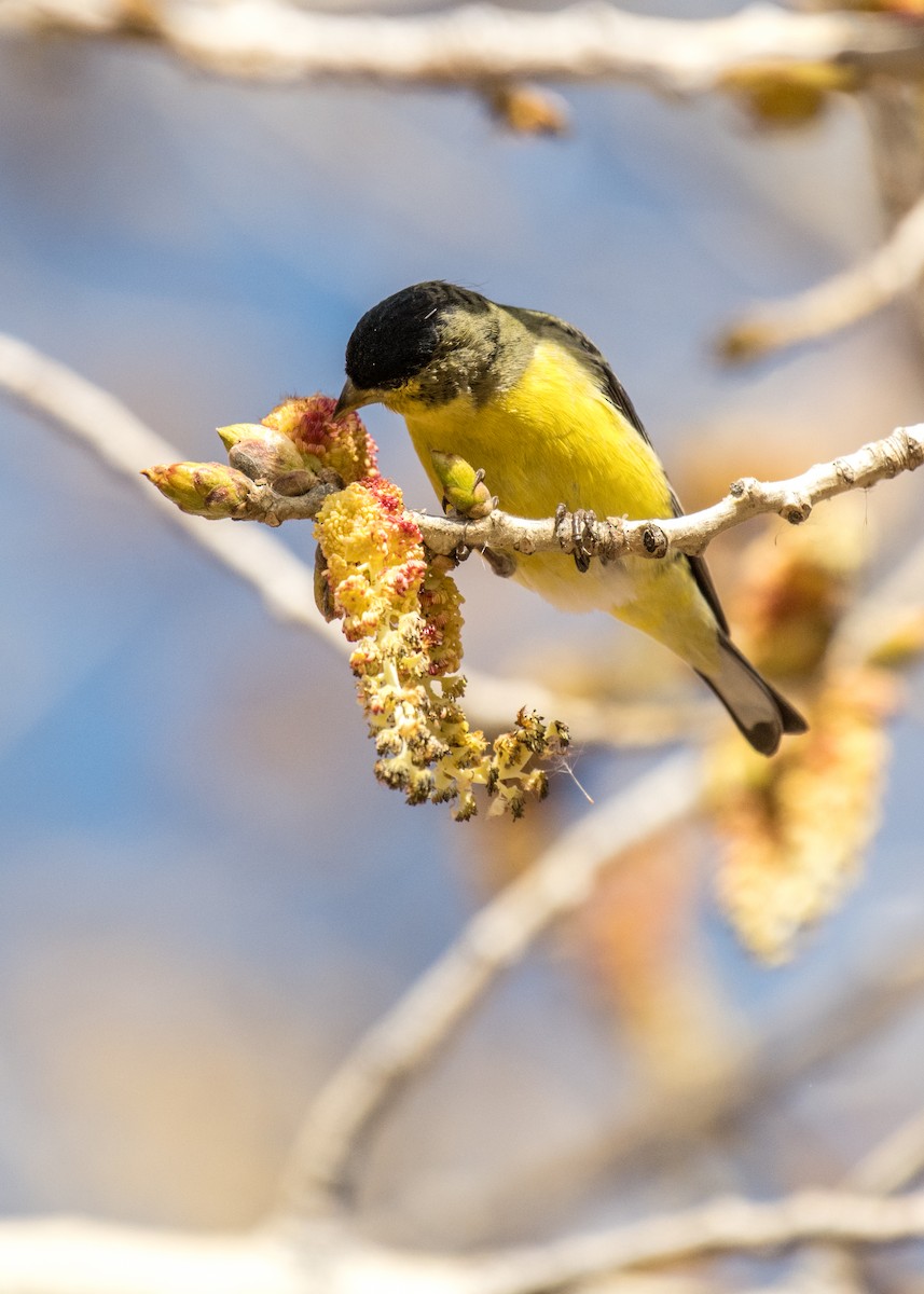 Lesser Goldfinch - ML642941773