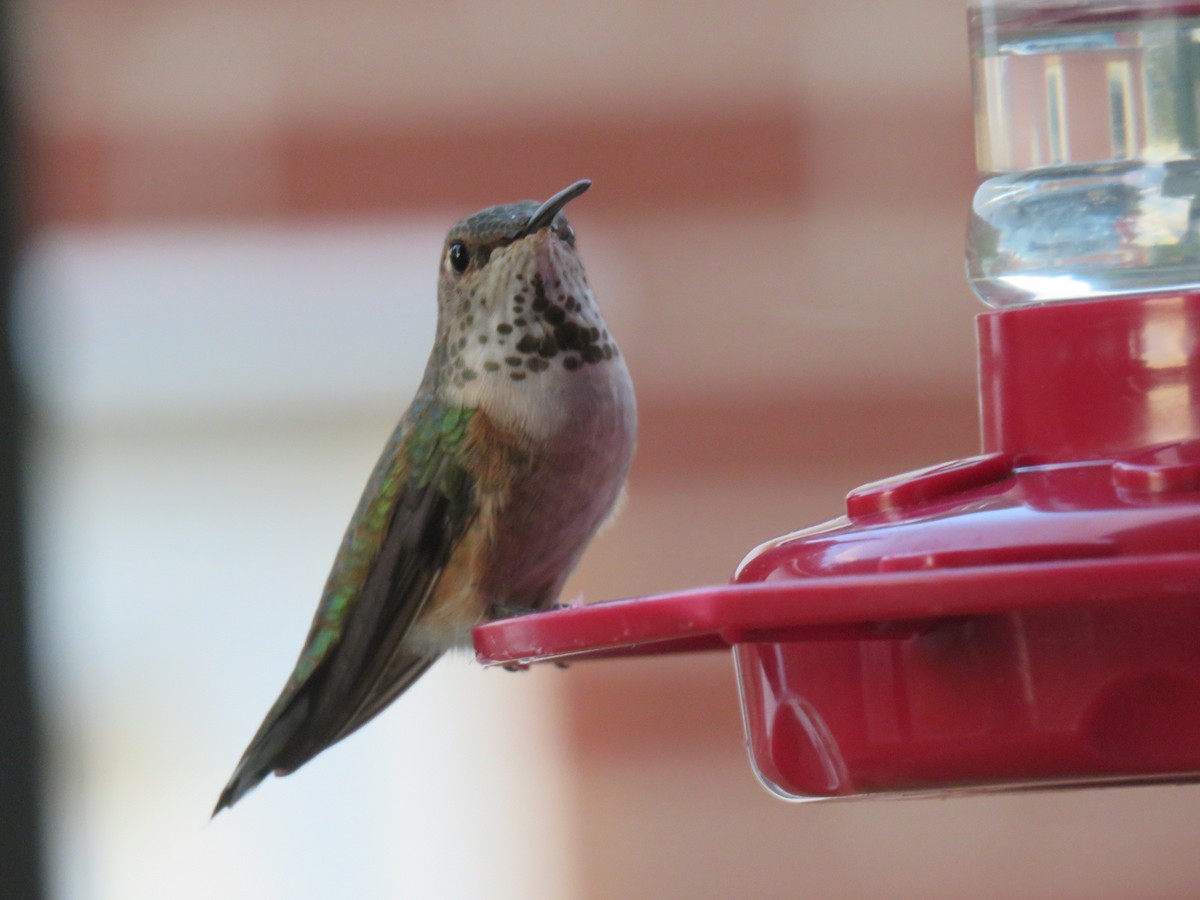 Rufous/Allen's Hummingbird - ML642941774