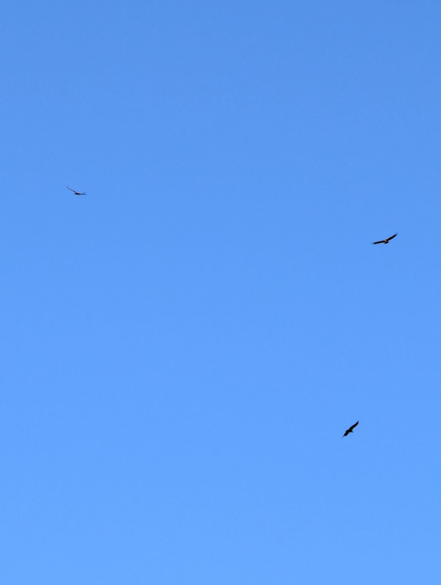 California Condor - ML642941776