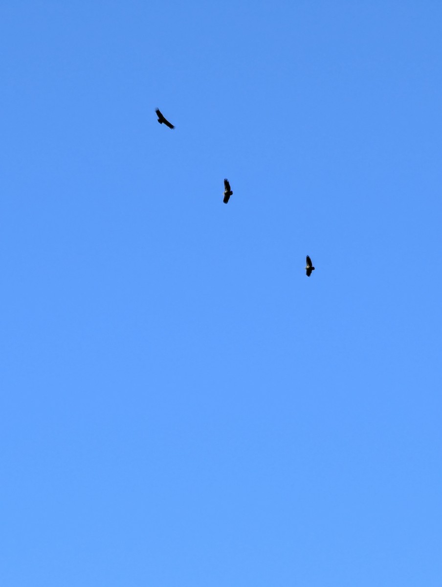 California Condor - ML642941777