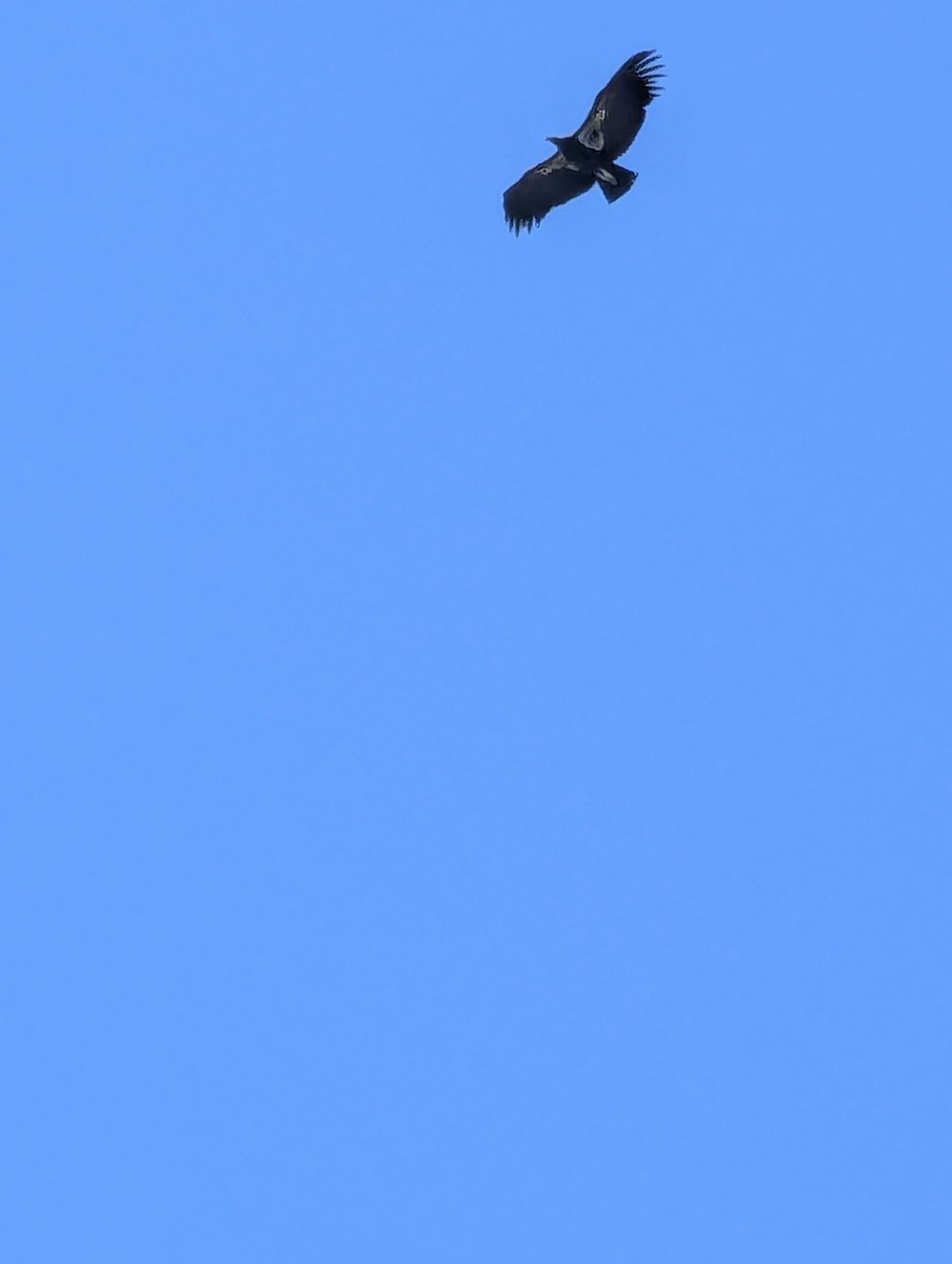 California Condor - ML642941778