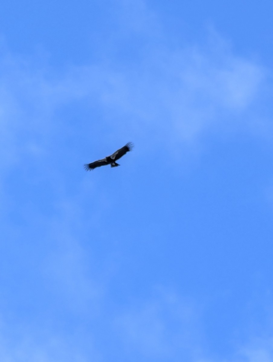 California Condor - ML642941779