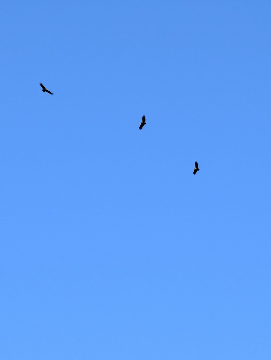 California Condor - ML642941780