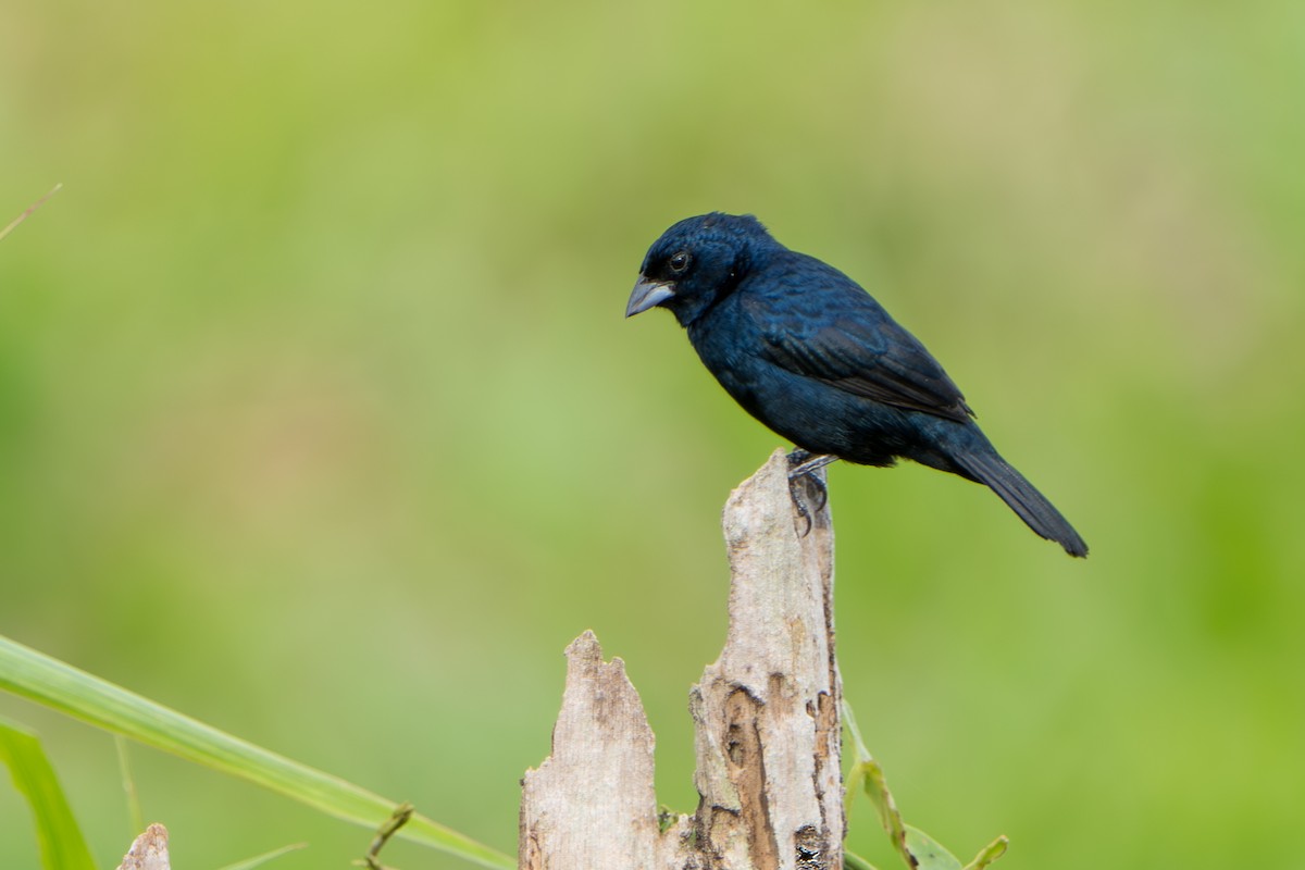 Blue-black Grassquit - ML642941782