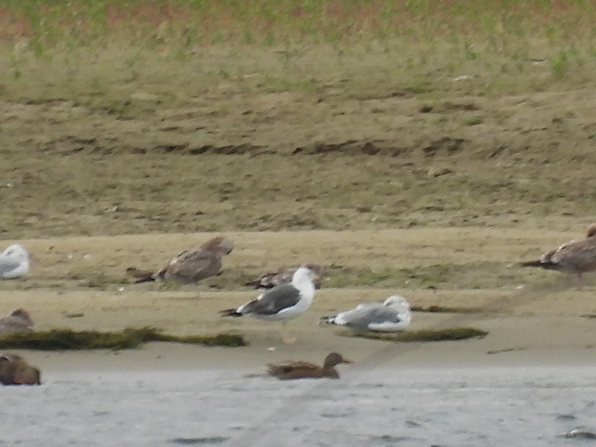 Lesser Black-backed Gull - ML642941784