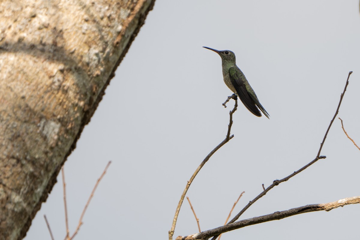 Scaly-breasted Hummingbird - ML642941786