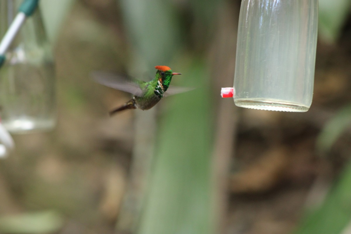 Frilled Coquette - ML642941787