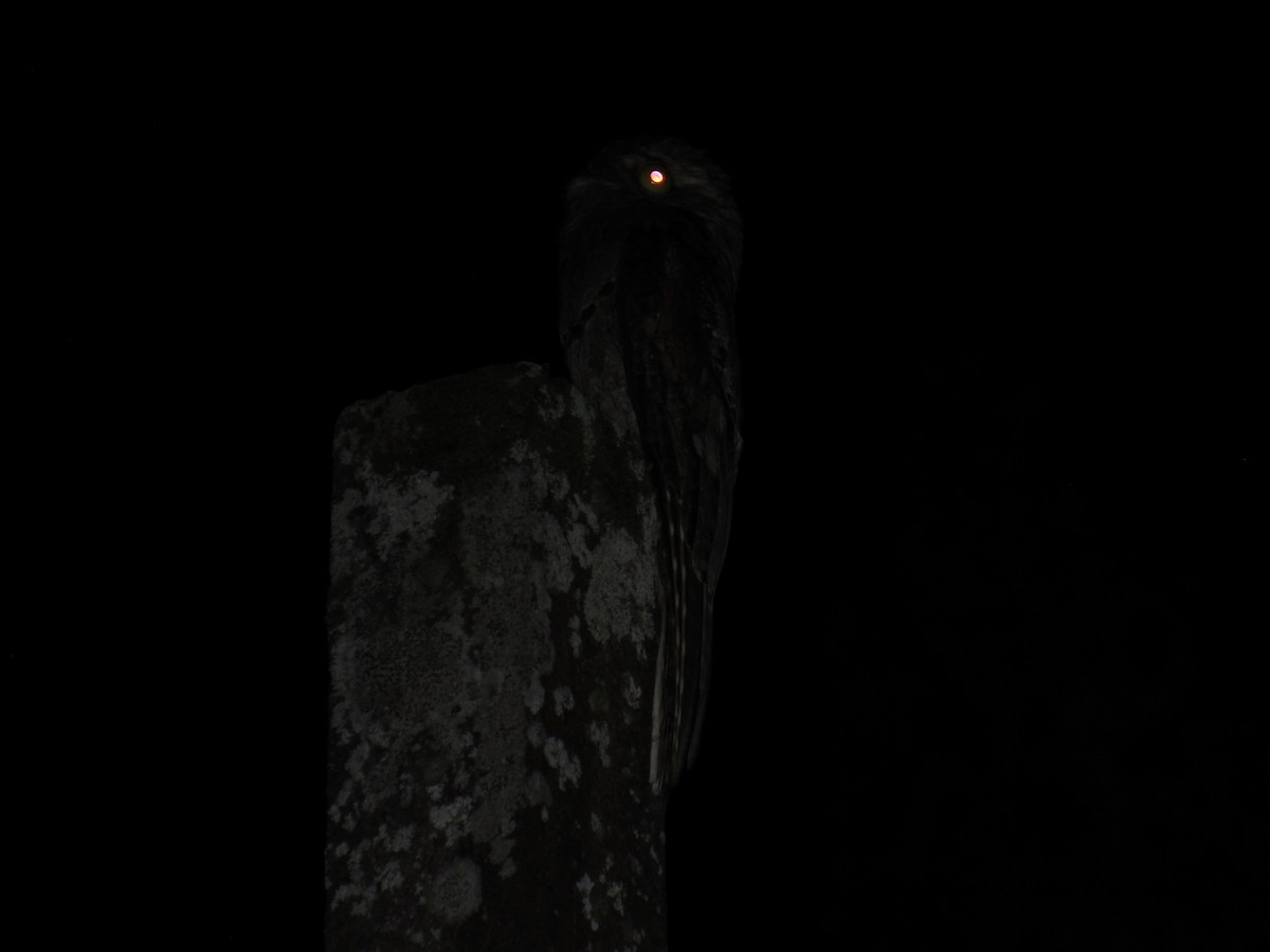 Common Potoo - ML642941788