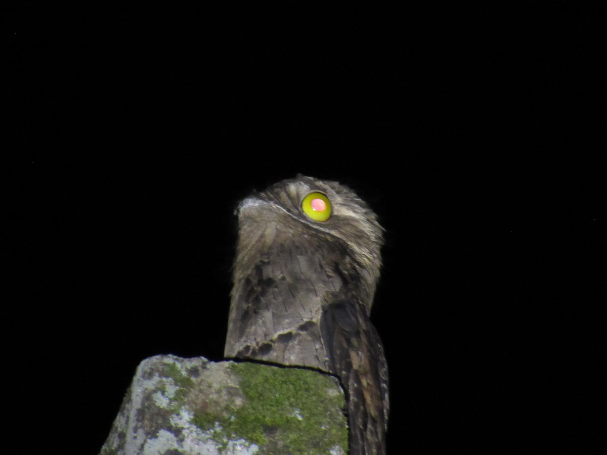 Common Potoo - ML642941789