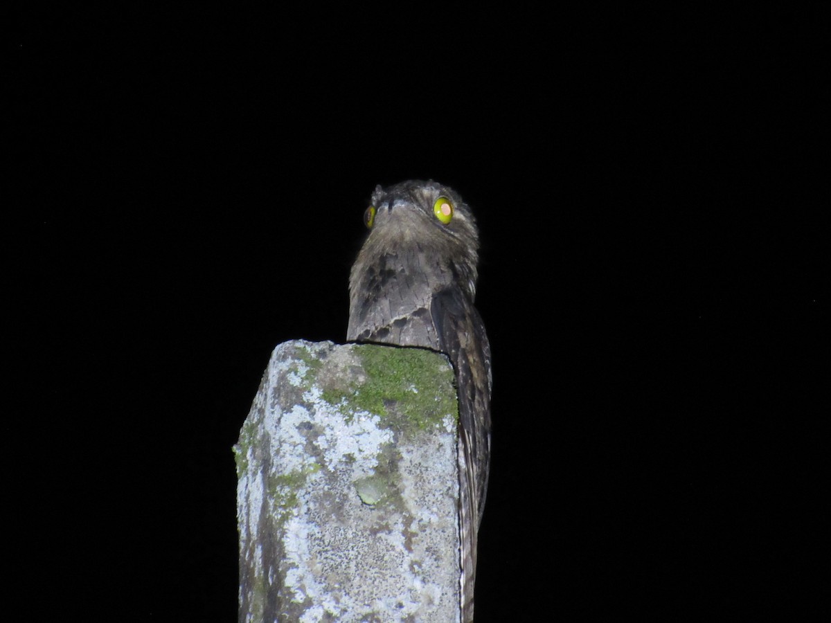 Common Potoo - ML642941790