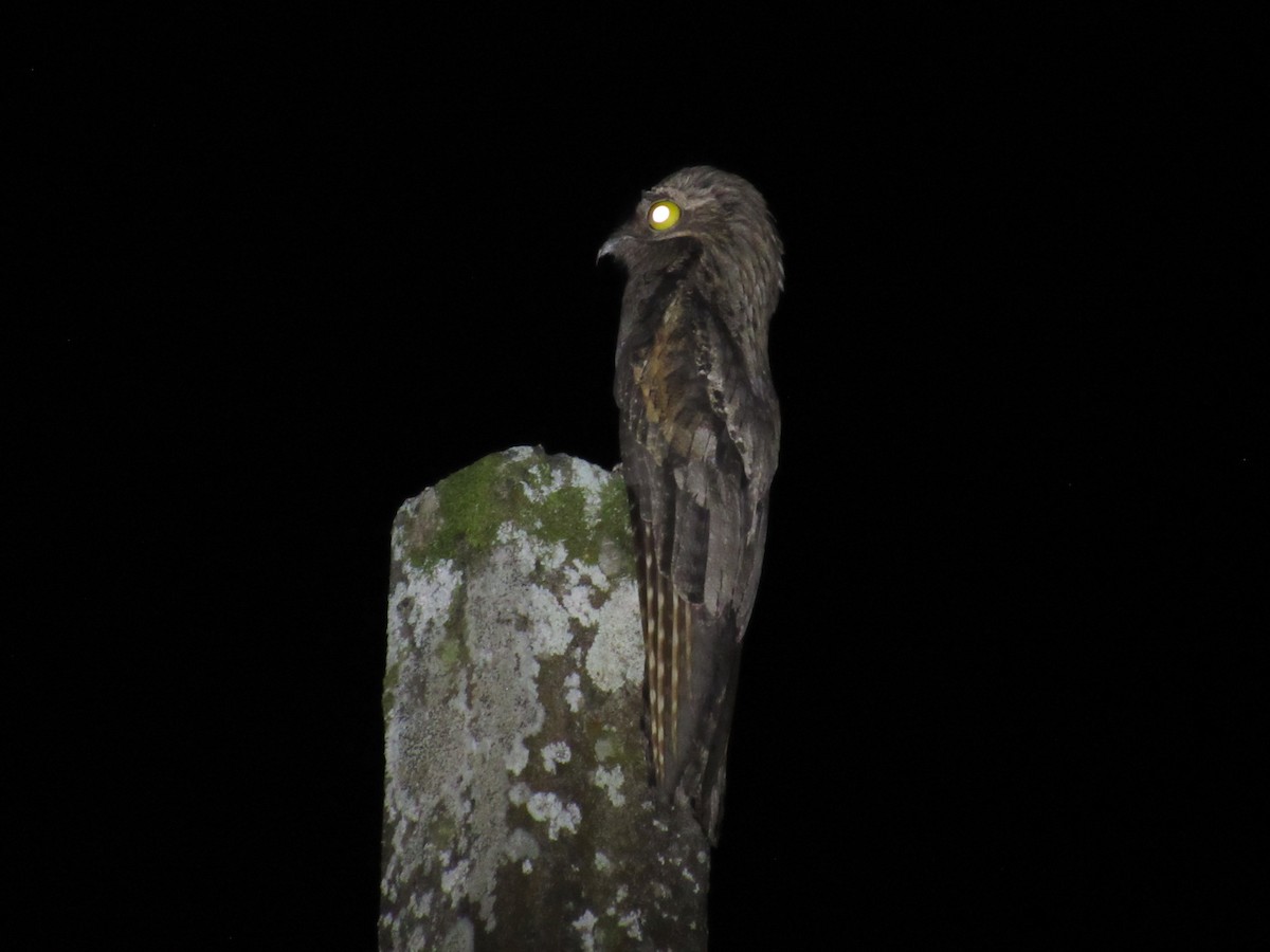 Common Potoo - ML642941791