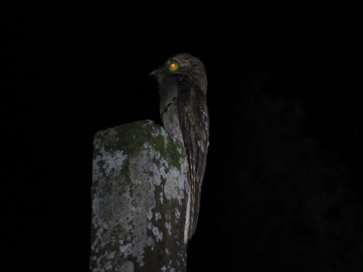 Common Potoo - ML642941792