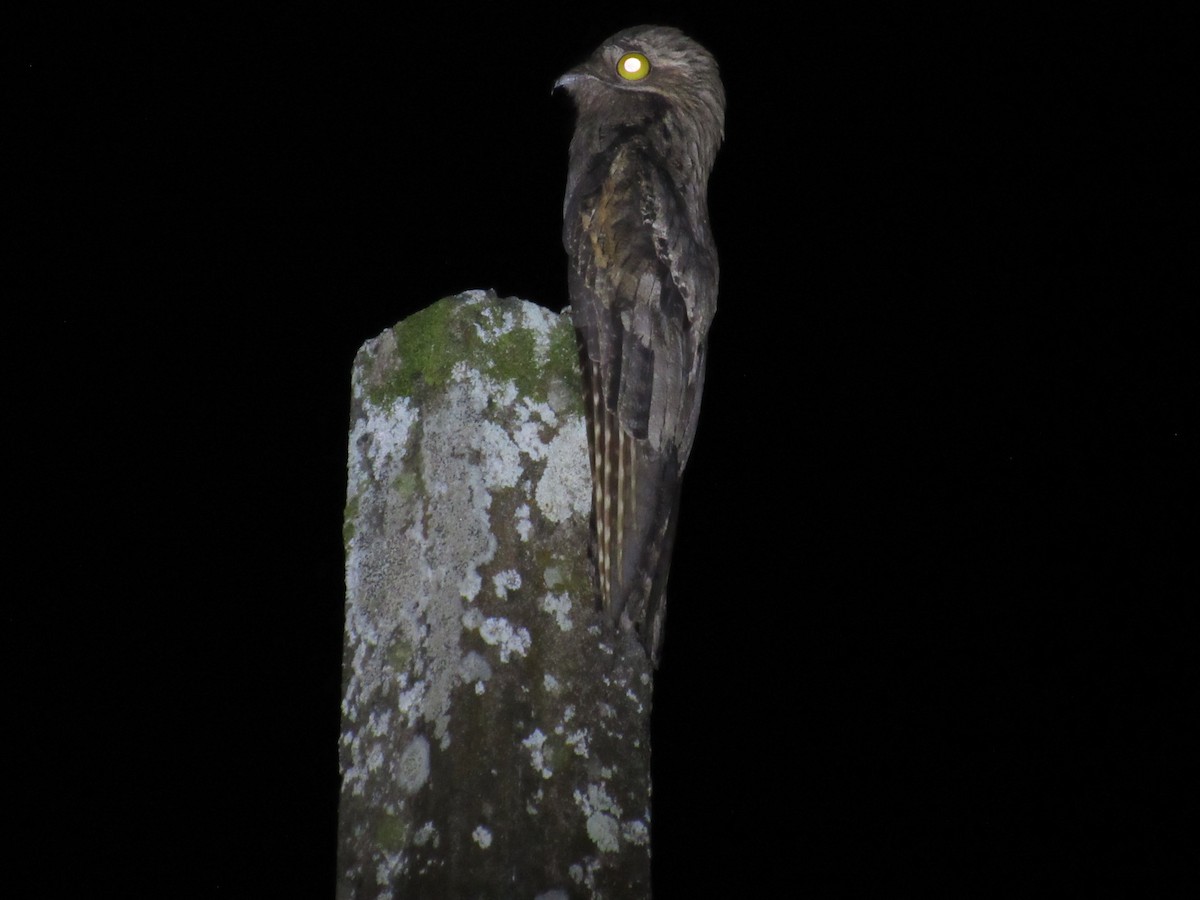 Common Potoo - ML642941793