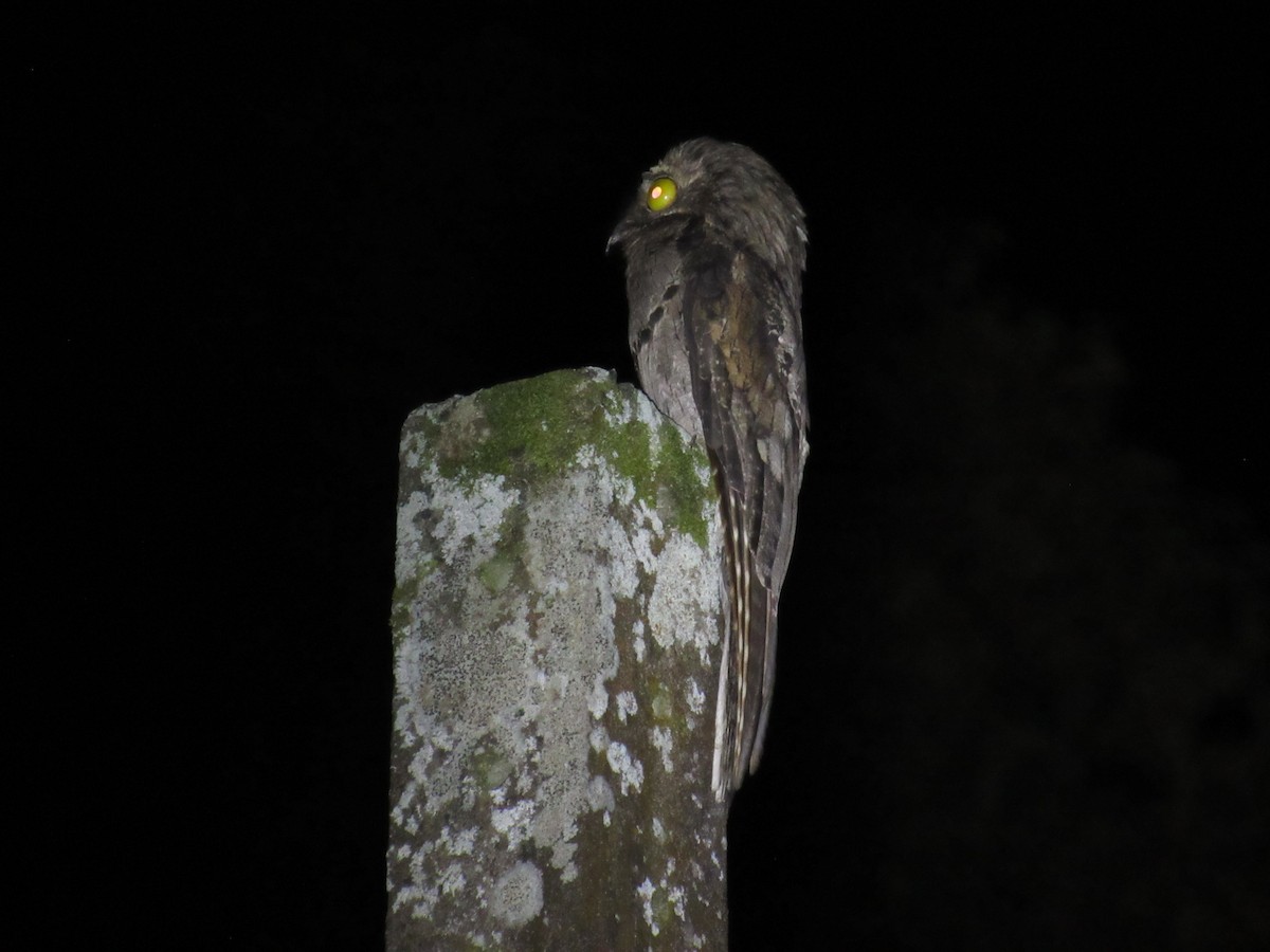 Common Potoo - ML642941794