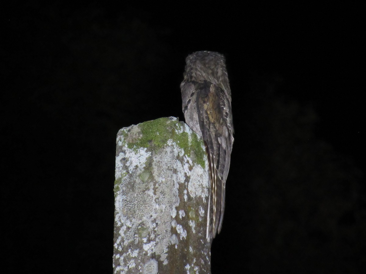 Common Potoo - ML642941795