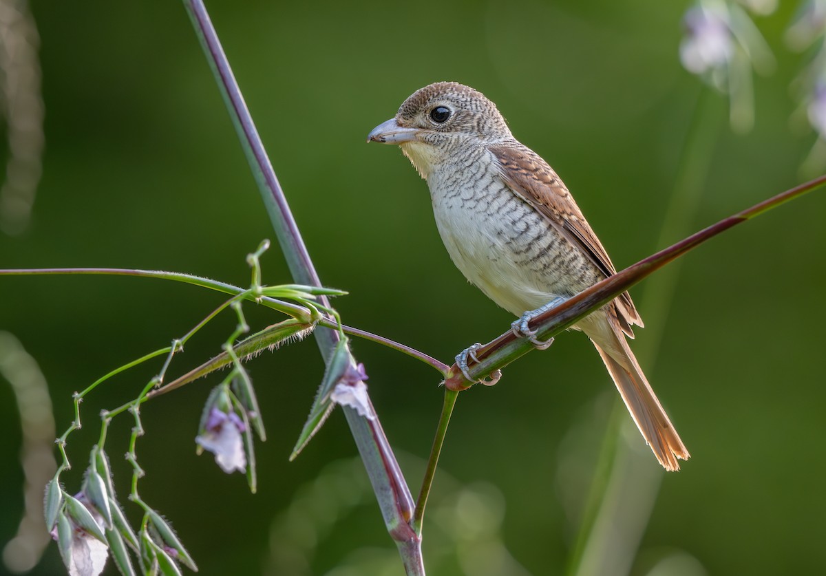 Tiger Shrike - ML642941797