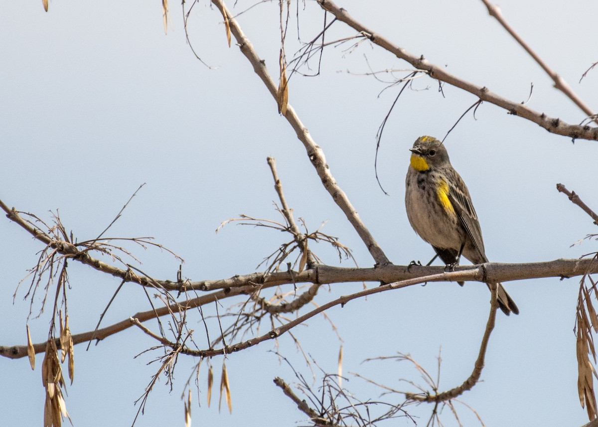 Yellow-rumped Warbler (Audubon's) - ML642941801