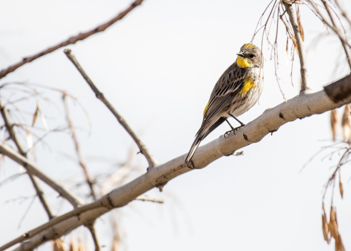 Yellow-rumped Warbler (Audubon's) - ML642941802