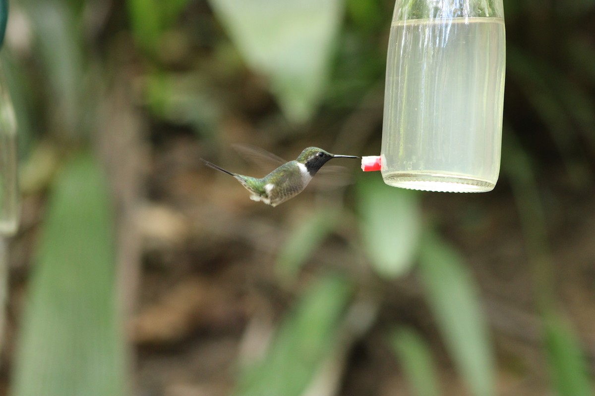 Amethyst Woodstar - ML642941803