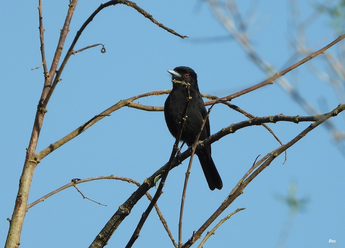 Blue-billed Black-Tyrant - ML642941804