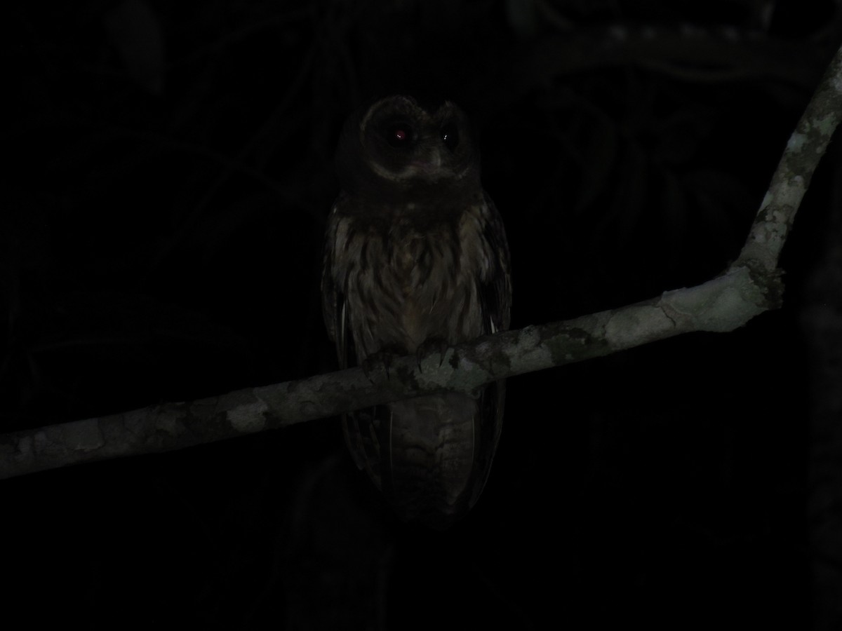 Mottled Owl - ML642941805