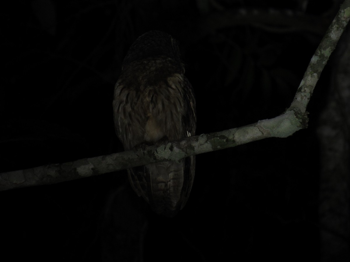 Mottled Owl - ML642941806