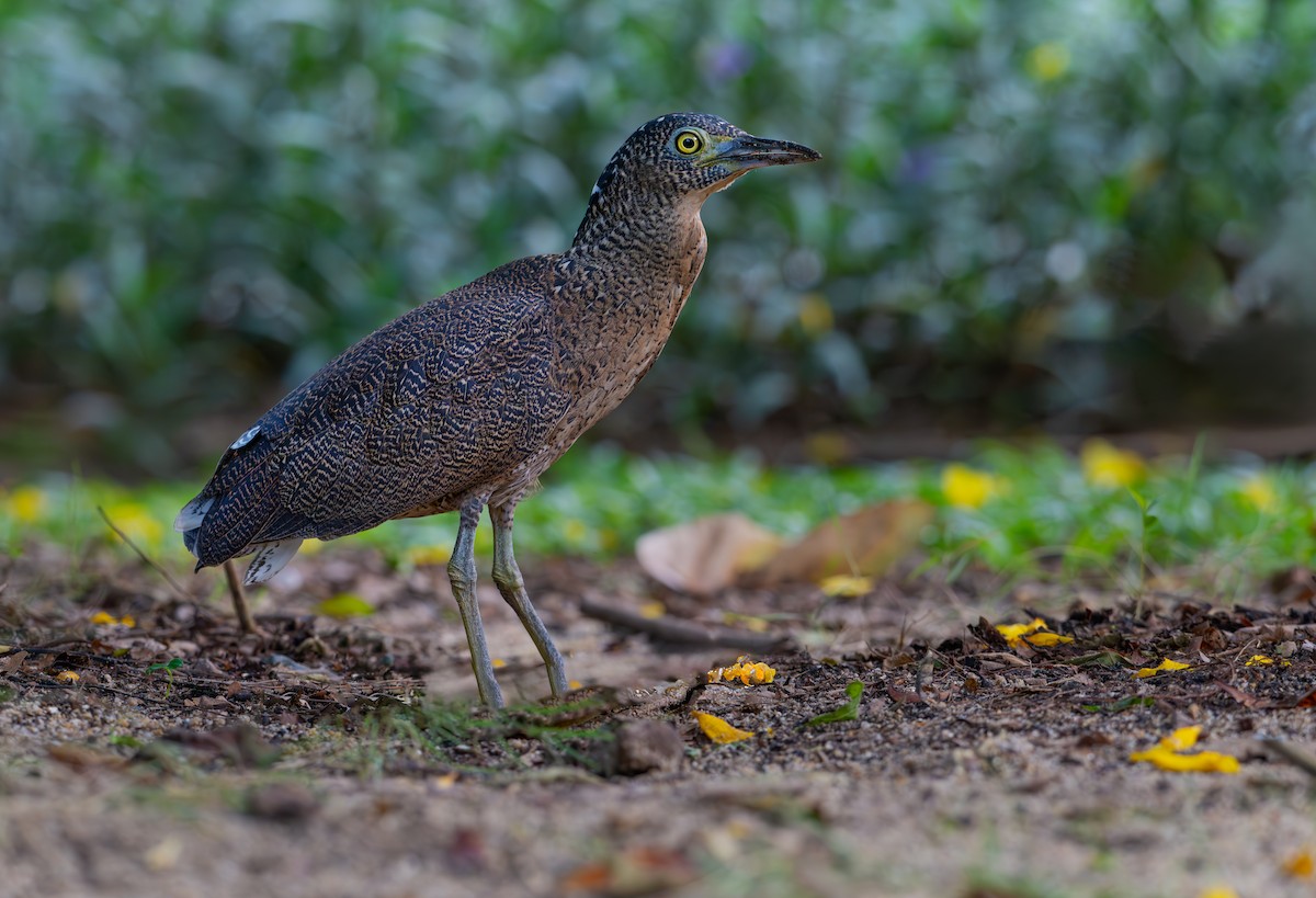 Malayan Night Heron - ML642941807