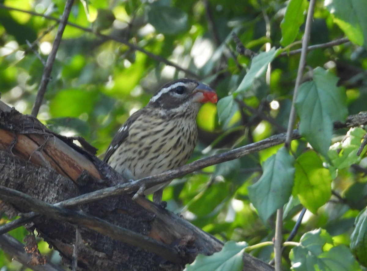 Rose-breasted Grosbeak - ML642941817
