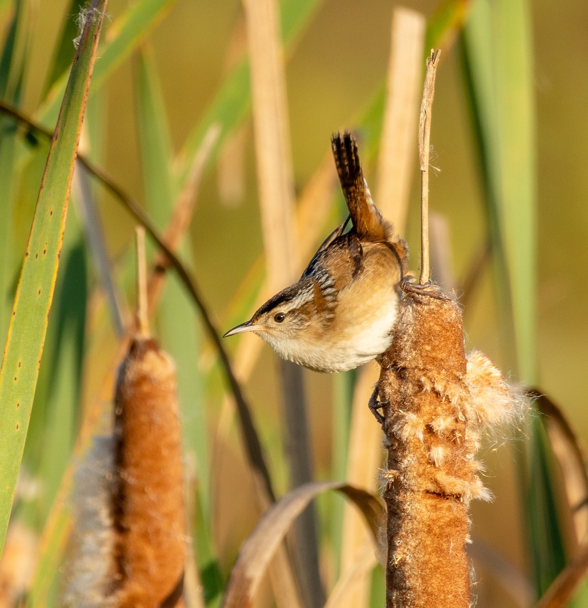 Marsh Wren - ML642941825