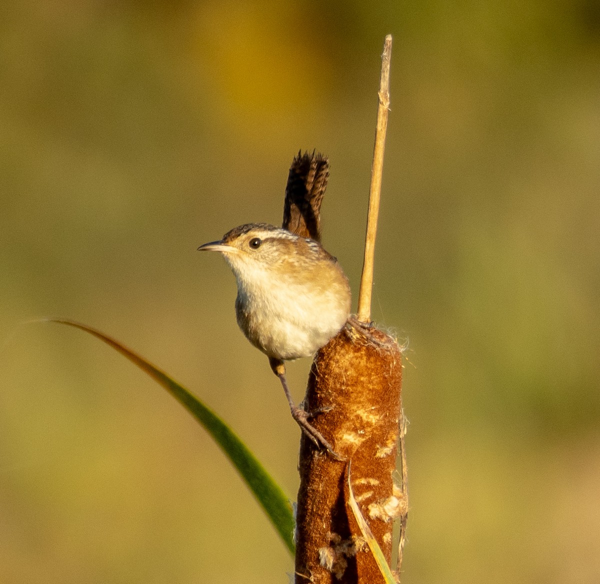Marsh Wren - ML642941826