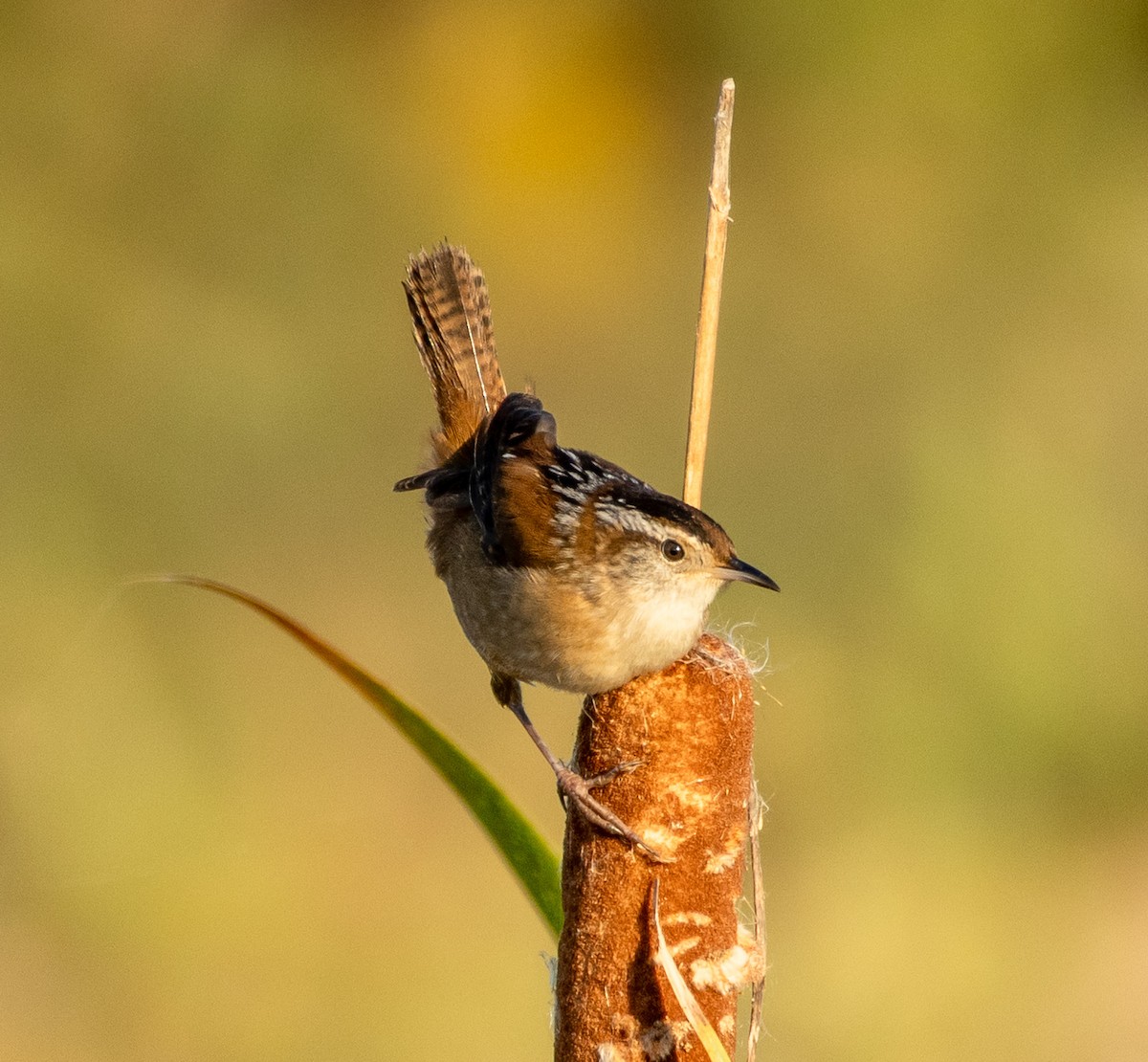 Marsh Wren - ML642941827