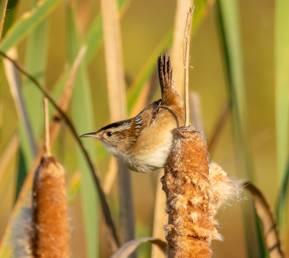 Marsh Wren - ML642941830