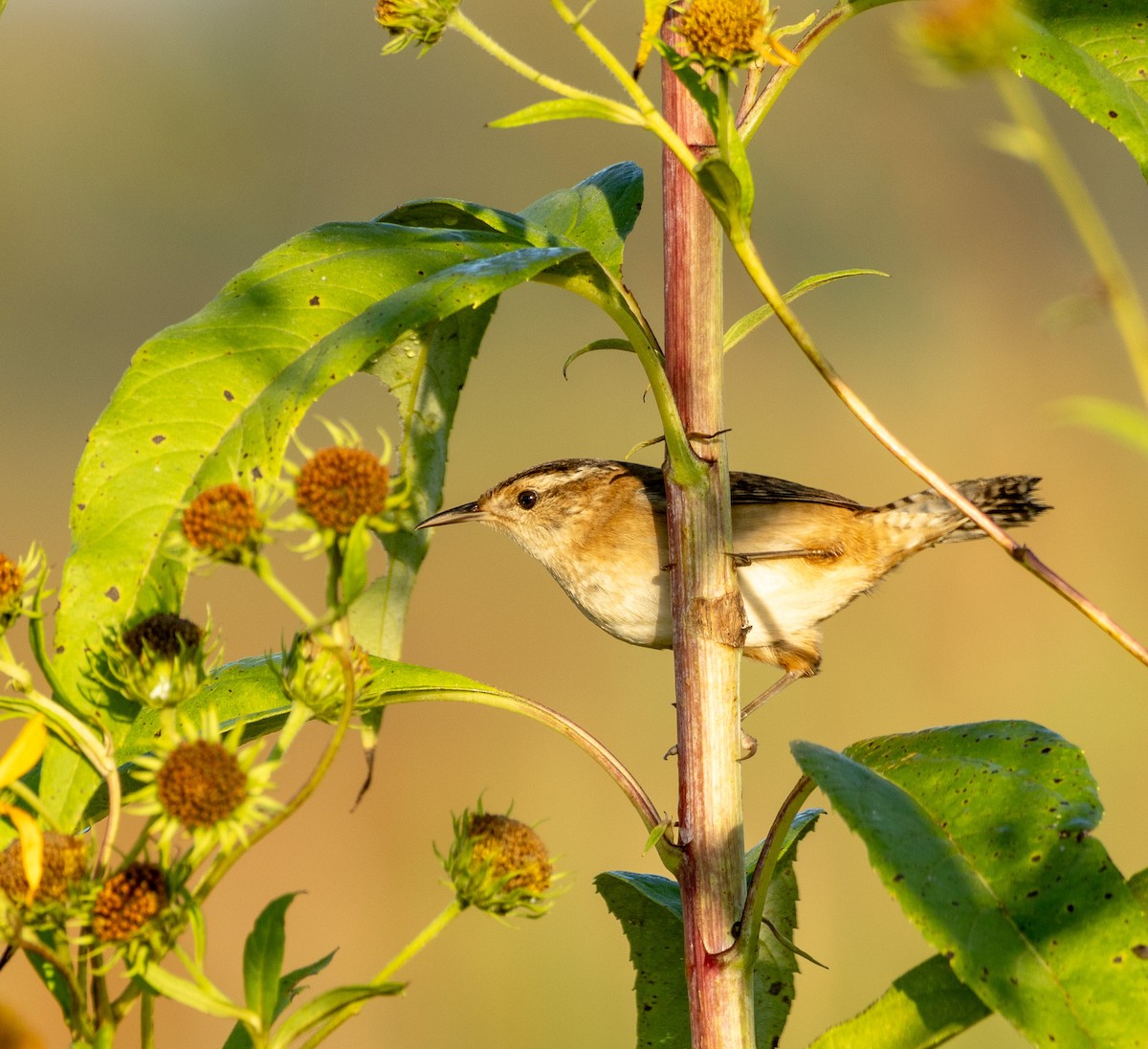 Marsh Wren - ML642941832