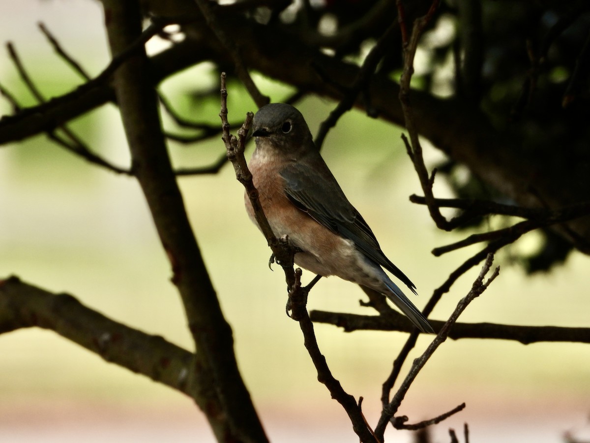 Western Bluebird - ML642941834