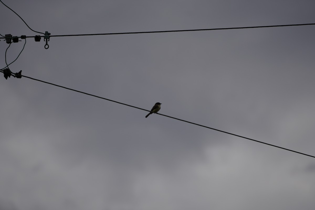 Eastern Phoebe - ML642941844