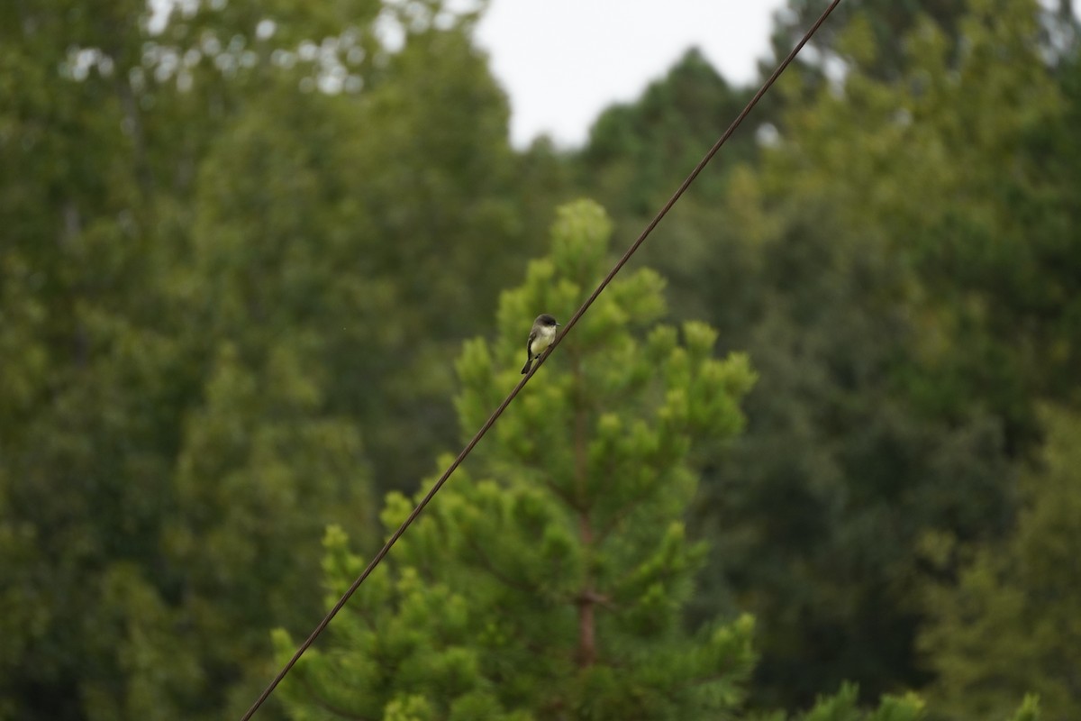 Eastern Phoebe - ML642941845